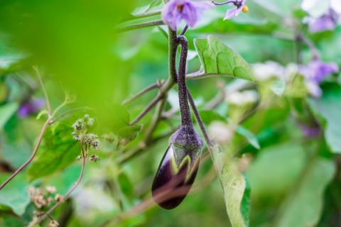 Brinjal plant